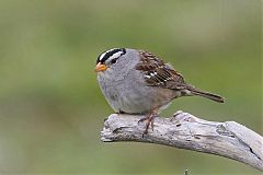 White-crowned Sparrow